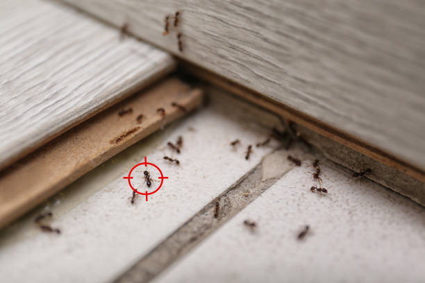 Flea Control Services in Bayport, MN