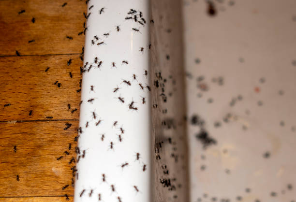 Best Pest Prevention Services  in Bayport, MN